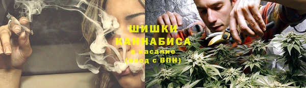 прущие грибы Бородино